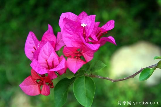 三角梅的3大常見(jiàn)難題，落葉色淺花期短看如何解決(圖1)
