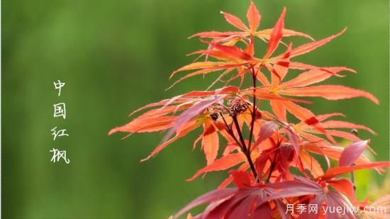 紅楓，4個紅楓品種是秋日植物里亮麗的風(fēng)景線(圖1)