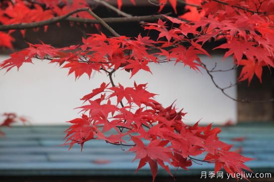 紅楓，4個紅楓品種是秋日植物里亮麗的風(fēng)景線(圖3)