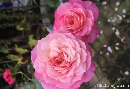 弗洛倫蒂娜、大游行、亞伯拉罕、藍(lán)色陰雨等藤本月季的優(yōu)缺點是什么？(圖3)