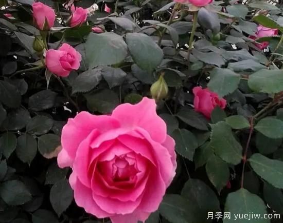 弗洛倫蒂娜、大游行、亞伯拉罕、藍(lán)色陰雨等藤本月季的優(yōu)缺點是什么？(圖2)