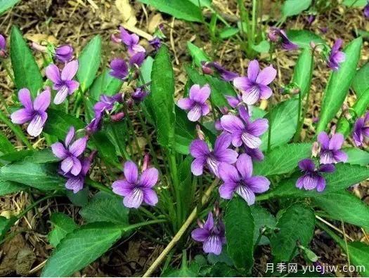 中草藥植物綠化，園林應(yīng)用新潮流？(圖1)