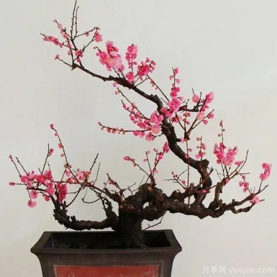 盆栽梅花怎樣施肥與澆水？梅花常見蟲害的防治(圖1)