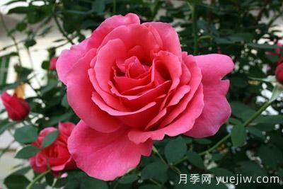 月季花苗什么時(shí)候移栽？月季花苗移栽注意事項(xiàng)(圖2)