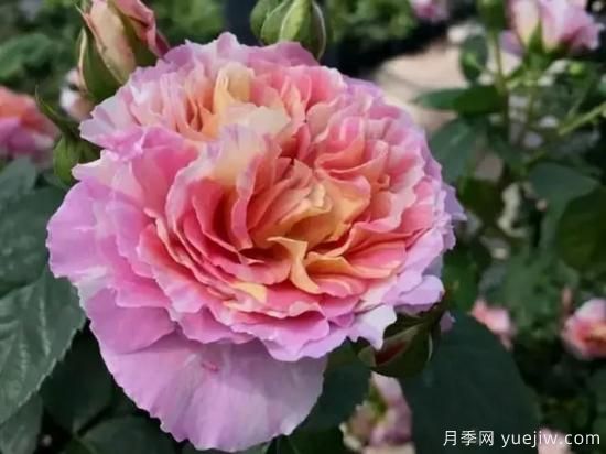 淘汰掉的6款藤本月季，經(jīng)典就是適合的嗎？(圖2)