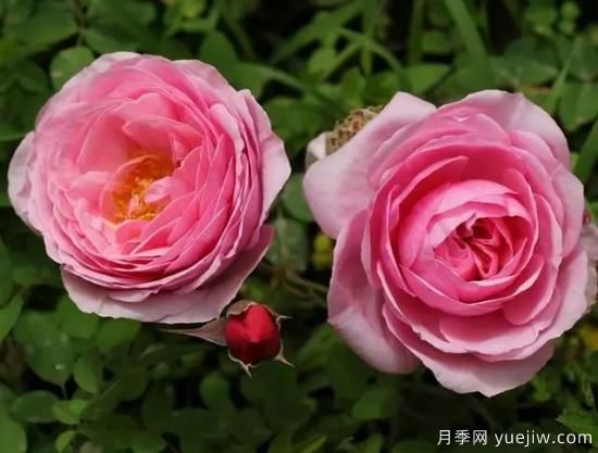 淘汰掉的6款藤本月季，經(jīng)典就是適合的嗎？(圖3)