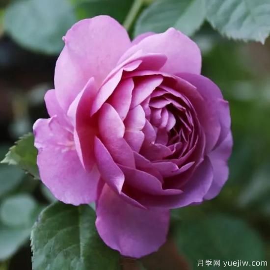 淘汰掉的6款藤本月季，經(jīng)典就是適合的嗎？(圖4)