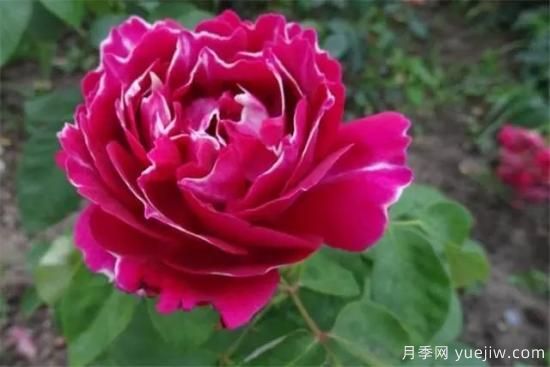 淘汰掉的6款藤本月季，經(jīng)典就是適合的嗎？(圖6)