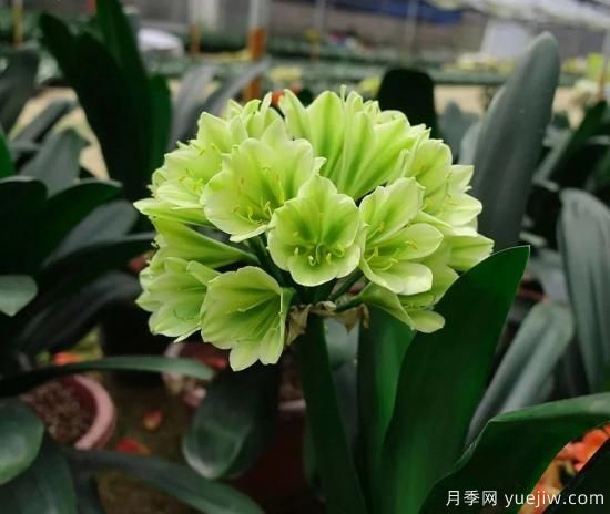 君子蘭黃葉的3個(gè)原因，如何恢復(fù)油綠挺拔輕松開花(圖1)