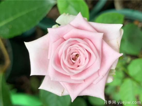 玫瑰、月季、薔薇如何區(qū)別？3個(gè)方法很簡(jiǎn)單(圖1)