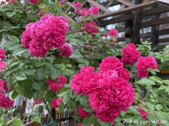 玫瑰、月季、薔薇如何區(qū)別？3個(gè)方法很簡(jiǎn)單(圖2)