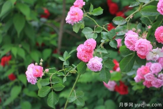 玫瑰、月季、薔薇如何區(qū)別？3個(gè)方法很簡(jiǎn)單(圖3)