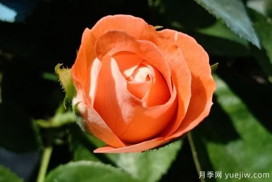 玫瑰、月季、薔薇如何區(qū)別？3個(gè)方法很簡(jiǎn)單(圖4)