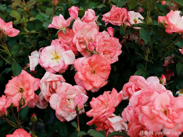 推薦8種藤本月季，抗病性強(qiáng)好養(yǎng)好看愛開花(圖5)