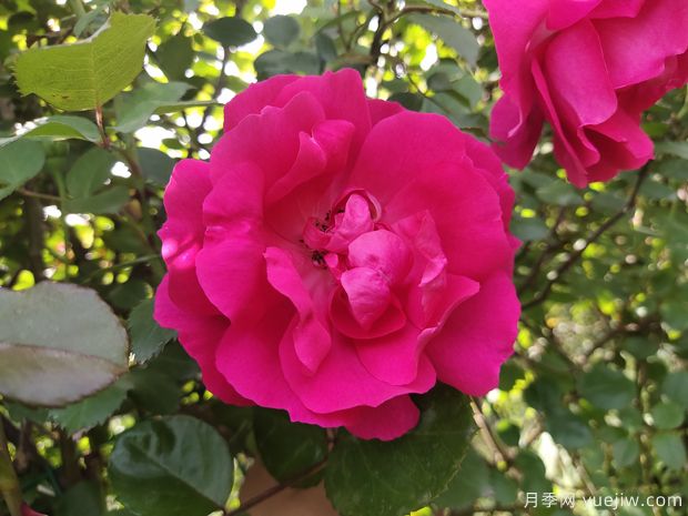 推薦8種藤本月季，抗病性強(qiáng)好養(yǎng)好看愛開花(圖3)