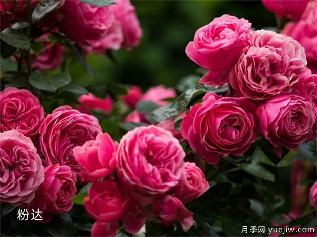 推薦8種藤本月季，抗病性強(qiáng)好養(yǎng)好看愛開花(圖8)