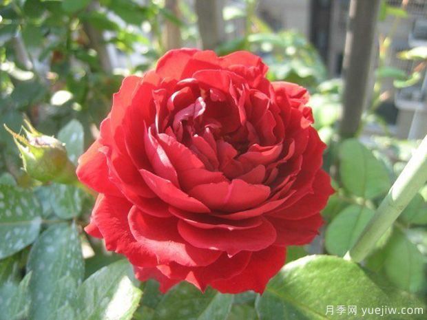 一個(gè)人***頂級的自律，是拒絕內(nèi)耗(圖1)