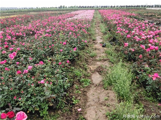 豐花月季與普通月季的區(qū)別？園林花壇喜歡用的特點(diǎn)(圖3)