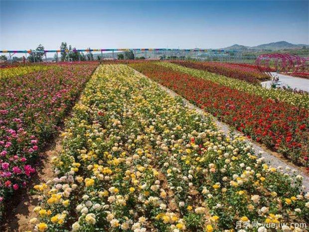 豐花月季與普通月季的區(qū)別？園林花壇喜歡用的特點(diǎn)(圖1)