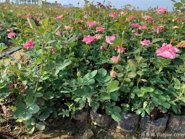 豐花月季與普通月季的區(qū)別？園林花壇喜歡用的特點(diǎn)(圖2)