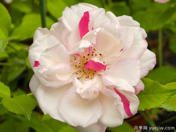 古老珍貴的10種國產(chǎn)月季，抗病好養(yǎng)比歐月實在(圖3)