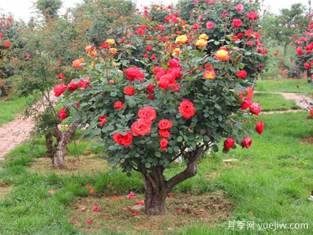樹木移植過深過淺會(huì)影響成活，危害及挽救措施是什么？(圖1)