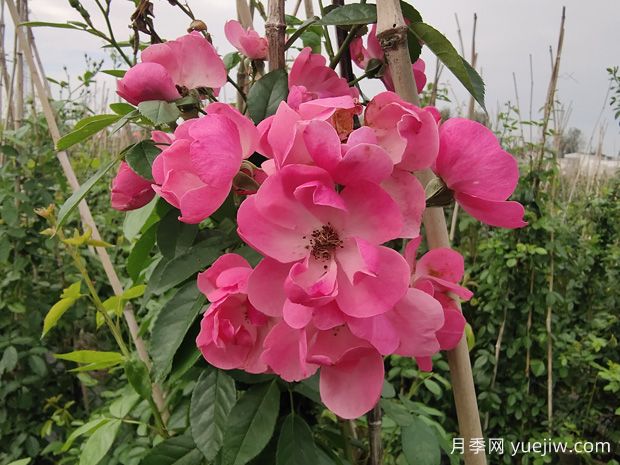 秋天如何給盆栽月季施肥？施什么肥料？(圖1)