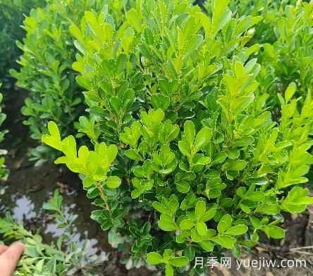 豆瓣黃楊怎么養(yǎng)？(圖1)