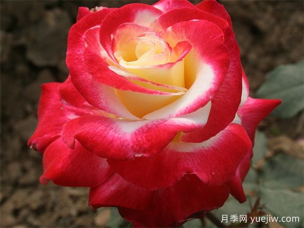推薦10款經(jīng)典的濃香型月季，又香又好養(yǎng)(圖1)