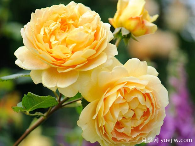 推薦10款經(jīng)典的濃香型月季，又香又好養(yǎng)(圖2)