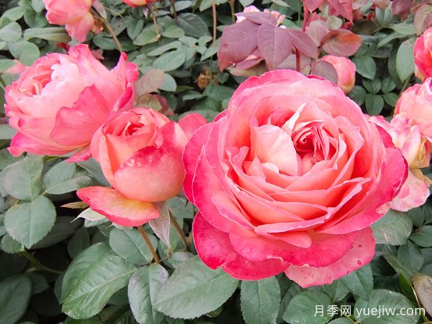 世界***好看的十大月季花品種，有龍沙寶石、彩云、果汁陽臺(圖2)