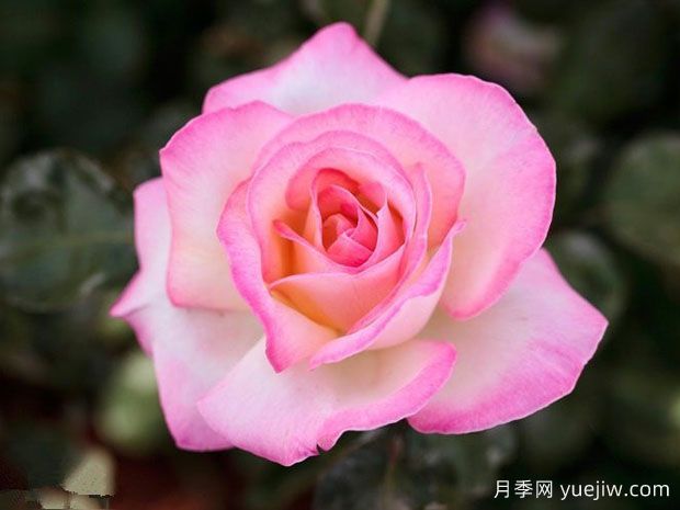 世界***好看的十大月季花品種，有龍沙寶石、彩云、果汁陽臺(圖3)