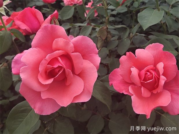 古老珍貴的10種國產(chǎn)月季，抗病好養(yǎng)比歐月實在(圖1)
