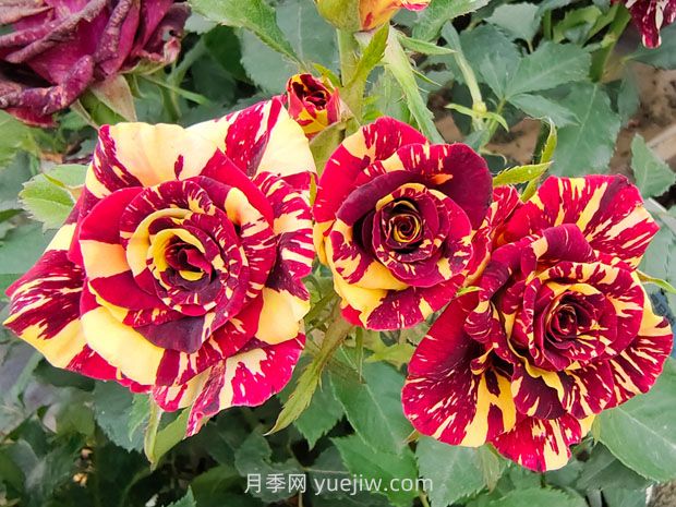 月季基本養(yǎng)護(hù)要點：通風(fēng)、光照、澆水(圖1)