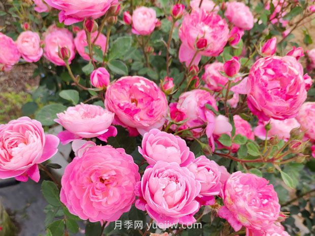 月季基本養(yǎng)護(hù)要點：通風(fēng)、光照、澆水(圖2)