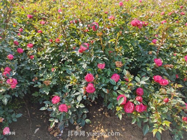 夏季苗木防護(hù)，有哪些要牢記的知識(shí)點(diǎn)？(圖1)