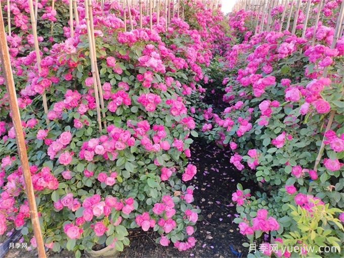 夏季藤本月季花后能牽引嗎？要不要修剪打頂？(圖1)
