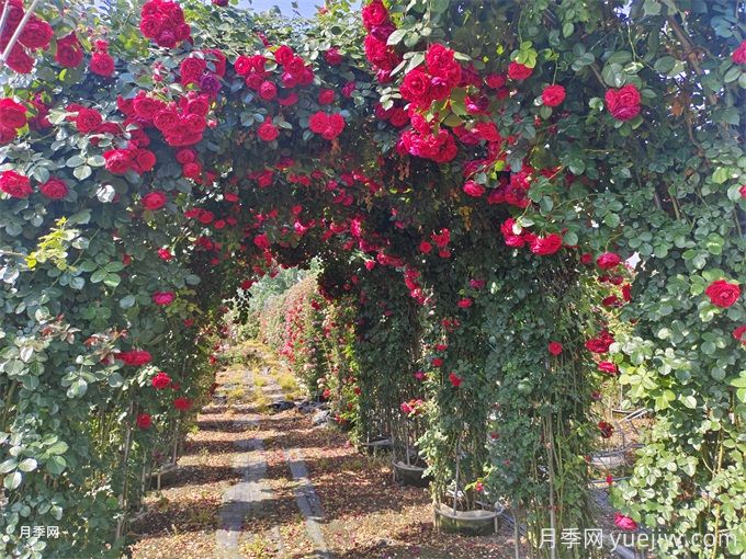 夏季藤本月季花后能牽引嗎？要不要修剪打頂？(圖2)