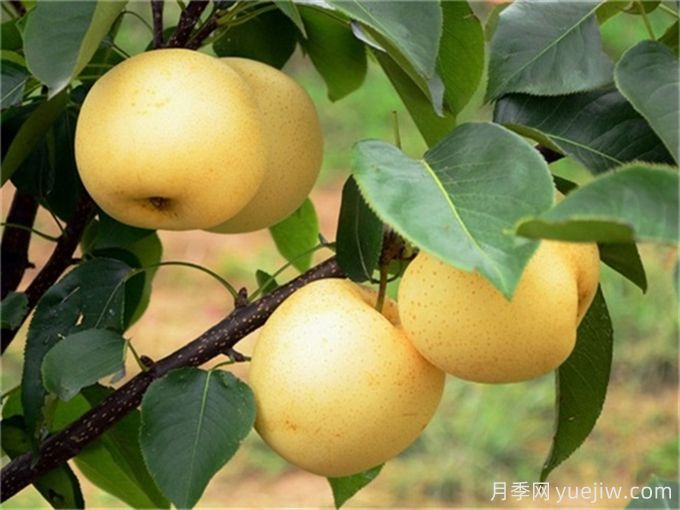 10種適合庭院種植的果樹，實(shí)現(xiàn)水果自由(圖1)