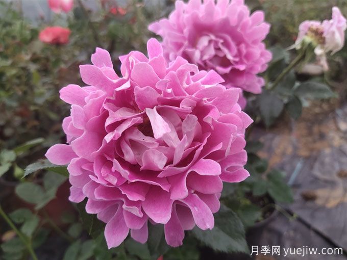 為什么月季花那么難養(yǎng)？月季養(yǎng)殖技巧6點(圖2)