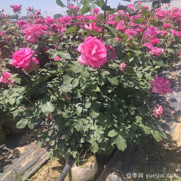 月季栽植的具體步驟有哪些？(圖1)