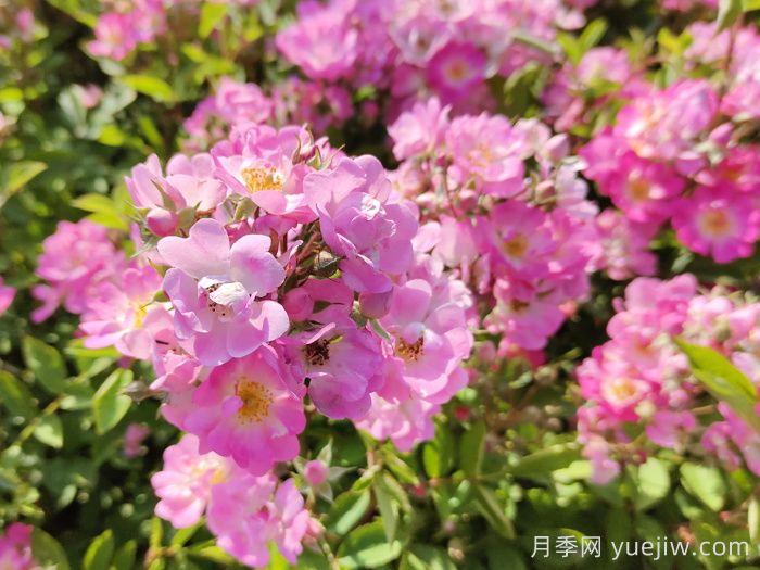 10分鐘學(xué)會(huì)月季養(yǎng)法，高手經(jīng)驗(yàn)總結(jié)(圖2)