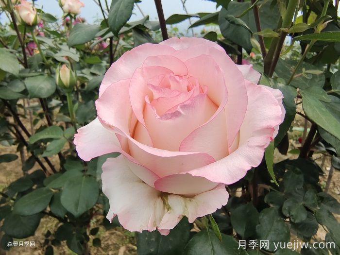 艾莎玫瑰屬于什么檔次？(圖1)