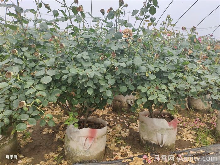 老齡月季更新如何修剪和保護(hù)芽？(圖1)