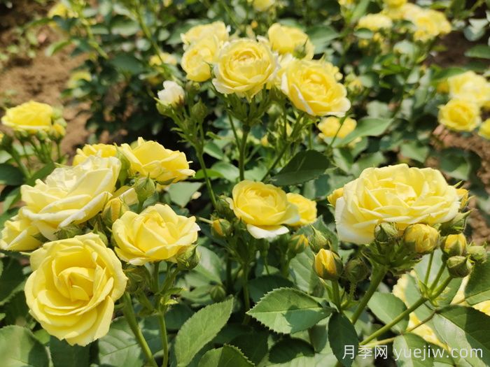 園林花木常見的10種蚧殼蟲(圖1)