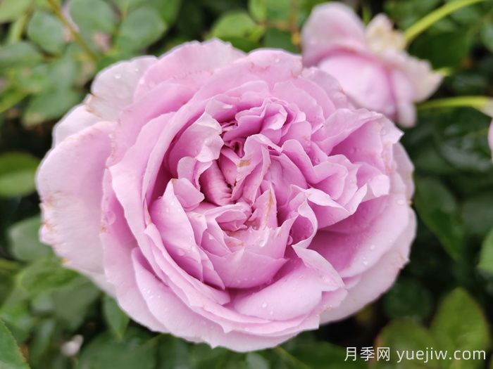 藍(lán)紫色月季發(fā)展簡(jiǎn)史，有哪些值得收藏的品種？(圖2)