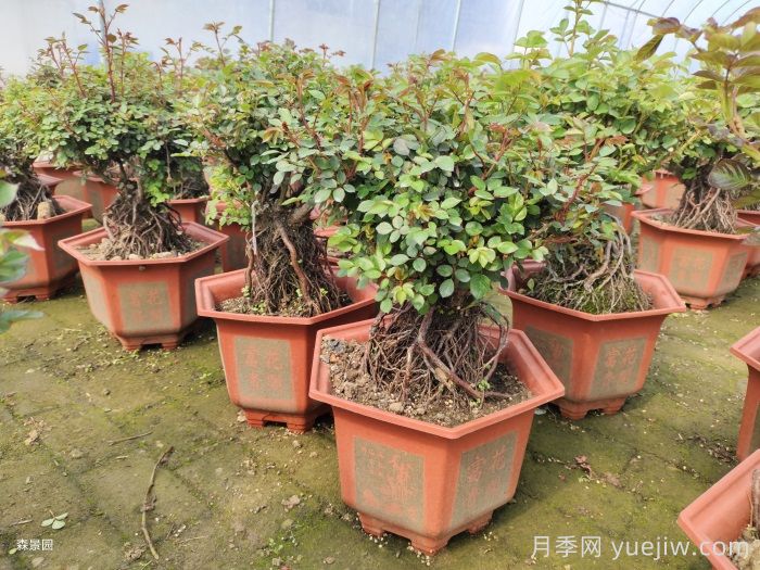 靠電商直播能拯救月季苗圃嗎？(圖1)