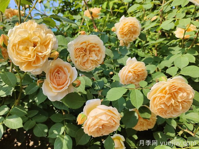 月季花肥如何選擇？花多多2號(hào)和磷酸二氫鉀的區(qū)別(圖1)
