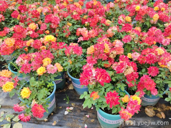 月季花肥如何選擇？花多多2號(hào)和磷酸二氫鉀的區(qū)別(圖3)