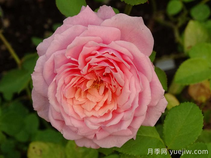 娜芙蒂蒂王后月季(圖1)